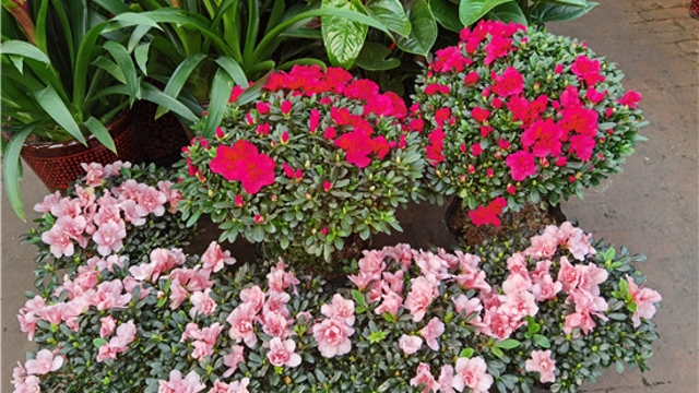 火紅年宵花，美麗過新年