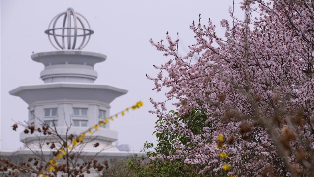 陽春三月，踏青賞花正當(dāng)時(shí)