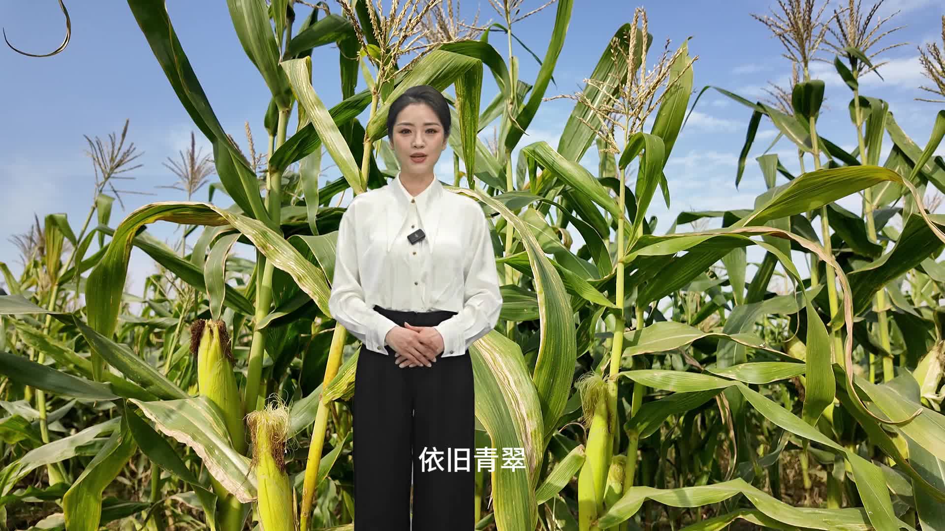 每年可以種三季，冬天成熟的玉米你見過嗎？